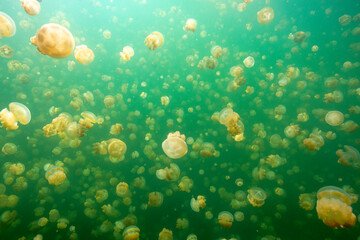 Fototapeta na wymiar jellyfish lake in palau