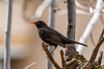 Bird on branch
