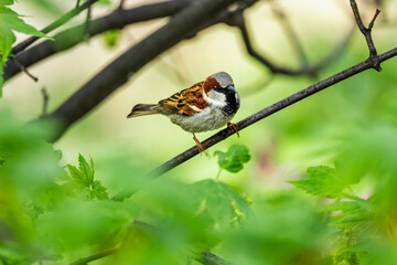 Little bird on branch