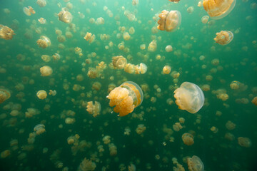 Fototapeta na wymiar jelly fish lake in palau