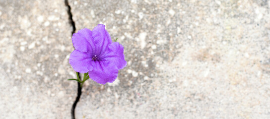 Purple flower growing from crack in the rod, hope and new growth in the middle of crisis banner