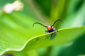 Beetle on Leaf
