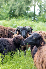 Moutons noirs en train de paitre dans un pré de hautes herbes vertes (Normandie, France)