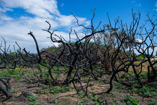 Burnt Trees Caught Up In A Wild Fire