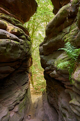 Cliffs and rocks in a green forest