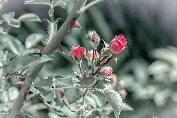 Rose bush with pink flowers in the garden.