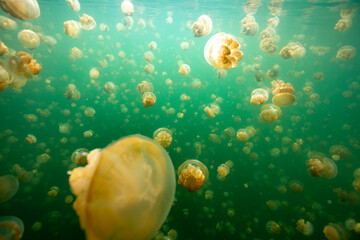 Obraz na płótnie Canvas jellyfish lake in palau