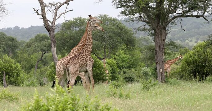 Group Of Giraffe Standing On The Grassland At Daytime In Sabi Sands Private Game Reserve, South Africa.  - wide shot