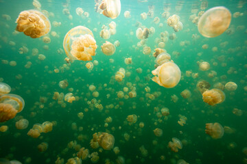 Obraz na płótnie Canvas jellyfish lake in palau 