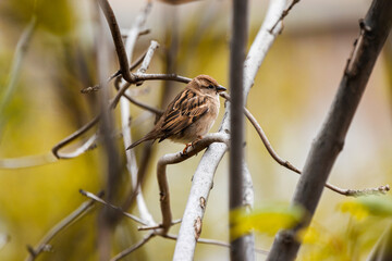 Little bird on branch