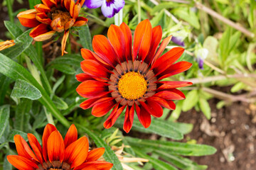 large red flower with a yellow middle in the garden