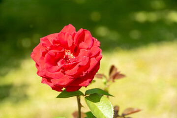 Blooming red rose bud on a background of green foliage.