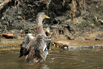 Female mallard bathing and preening in the river
