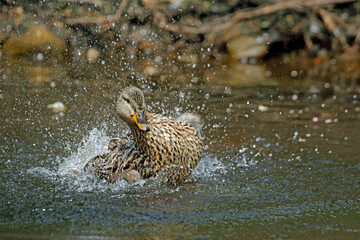 Female mallard bathing and preening in the river