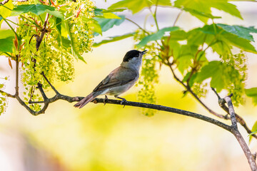 Little bird on branch