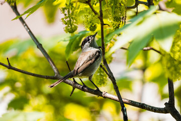 Little bird on branch