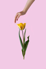 Yellow tulip on pink background. Spring flower. With kids hand. 
