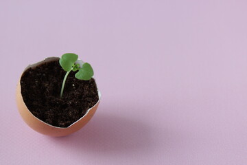 Young plant grow in egg shell. Easter decoration. Green plant in egg-shell on the pink background.
