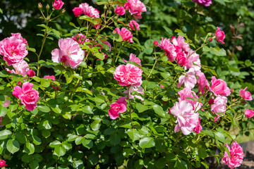 Rose bush with blooming pink buds in the sunlight.