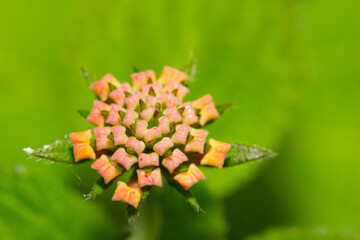 Macro Portrait of Wild flower blooming at spring close up. Wild Plants of Portugal. Species from Europe.