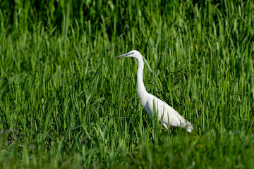 Little egret bird (Egretta garzetta) against a backdrop of beautiful green marsh vegetation