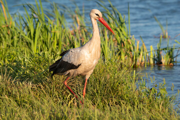 Beautiful White Stork, Ciconia ciconia walking by a lake in a pleasant afternoon light