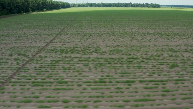 Aerial flying above many potatoes furrows with beds planted in straight rows on an agricultural field. Vegetables and root crops