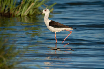 Black winged Stilt ( Himantopus himantopus ) standing  in blue lake
