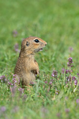 Naklejka na ściany i meble Cute European ground squirrel in a field of grass with purple flowers. Large vertical photo