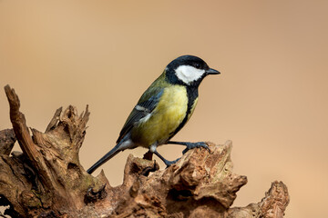 Great tit (Parus major) Songbird standing on tree against beautiful bokeh background.