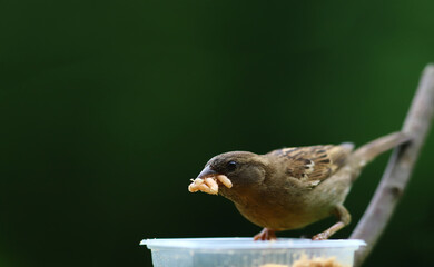 The greedy sparrow grabbed several of maggots....