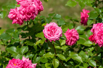 Soft focus. Blooming buds of decorative roses on a rose bush.