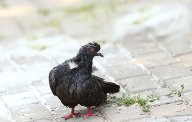 Dove stands on the sidewalk. He has very dirty feathers and he cannot clean them ..