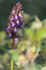 Macro Portrait of Wild orchids close-up (Barlia robertiana or Himantoglossum robertianum), blooming in a green pasture. Wild Plants of Portugal. Endemic and endangered species from Europe.