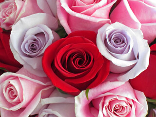 This rose bouquet is filled with red, pink and blue (pale purple) roses closeup.  Stunning classic floral.