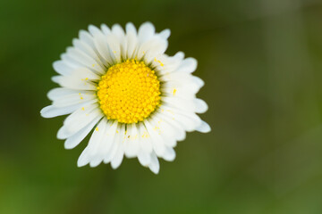 Obraz premium Macro Portrait of Wild White daisy flower blooming at spring close up. Wild Plants of Portugal. Endemic and endangered species from Europe.