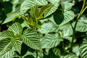 In the garden grows raspberry bush with green, fresh leaves.