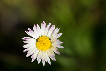 Macro Portrait of Wild White daisy flower blooming at spring close up. Wild Plants of Portugal. Endemic and endangered species from Europe.