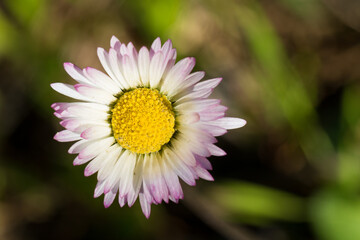 Obraz premium Macro Portrait of Wild White daisy flower blooming at spring close up. Wild Plants of Portugal. Endemic and endangered species from Europe.