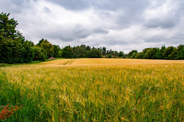 wheat field and blue sky