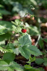Wald-Erdbeere