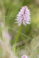 Macro Portrait of Naked Man Orchid (Orchis italica) blooming at spring close up. Wild Plants of Portugal. Endemic and endangered species from Europe.
