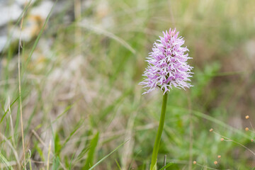 Macro Portrait of Naked Man Orchid (Orchis italica) blooming at spring close up. Wild Plants of Portugal. Endemic and endangered species from Europe.