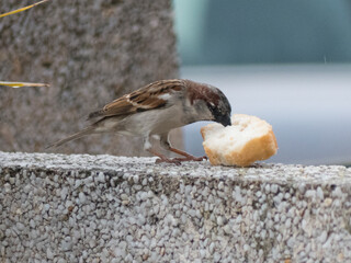 Gorrión macho comiendo pan