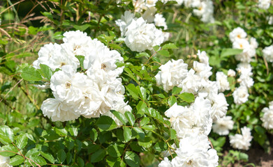 Soft focus. Blooming white rose buds in the sunlight.