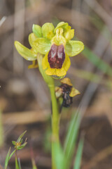 Macro Portrait of Bee Orchid (Ophrys apifera) blooming at spring close up. Wild Plants of Portugal. Endemic and endangered species from Europe.