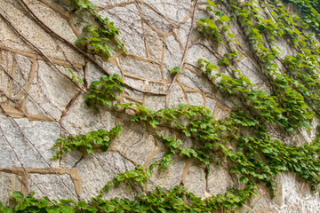 Ivy Climbing up a stone wall
