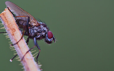 Macro detail of common fly in profile