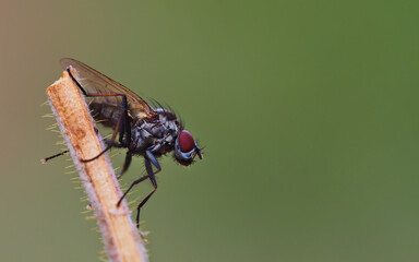 Macro detail of common fly in profile