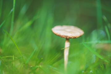 Macro Portrait of mushroom blooming at autumn close up. Wild Mushrooms of Portugal. Endemic and endangered species from Europe.